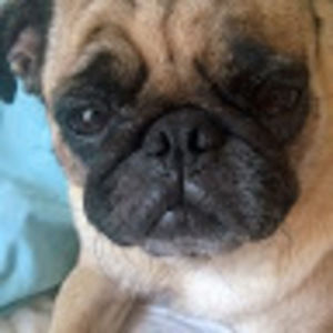 Meet your Posher, Holly